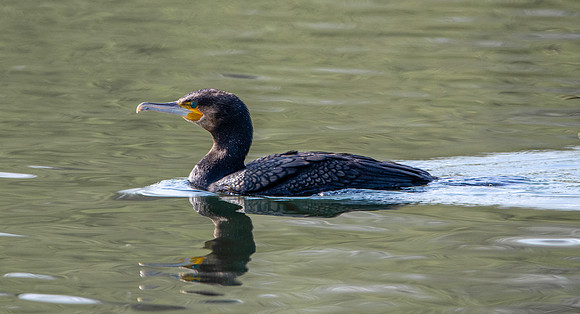 Great cormorant
