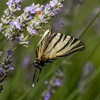 Scarce swallowtail