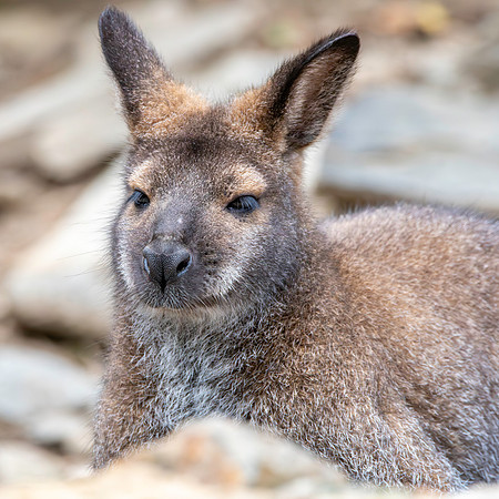 Red necked wallaby