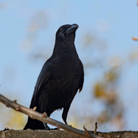 Large billed crow