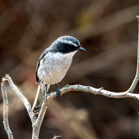 Male Grey bush chat