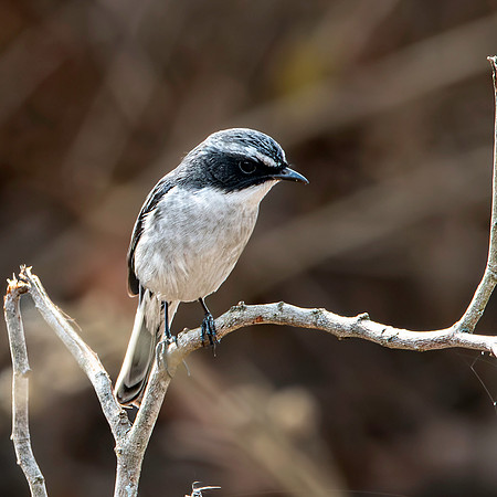 Male Grey bush chat