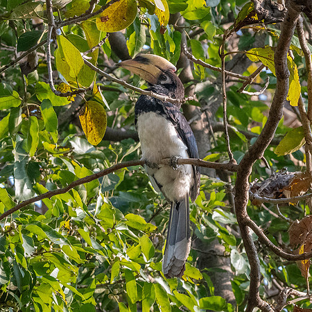 Oriental pied hornbill