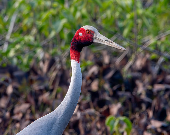 Sarus crane