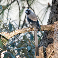 Grey / Himalayan treepie