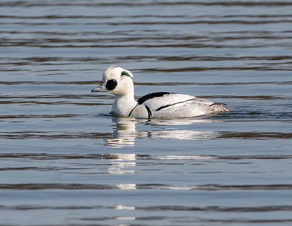 Smew, male