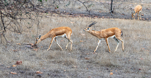 Chinkara / Indian gazelle