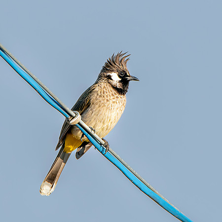 Himalayan bulbul
