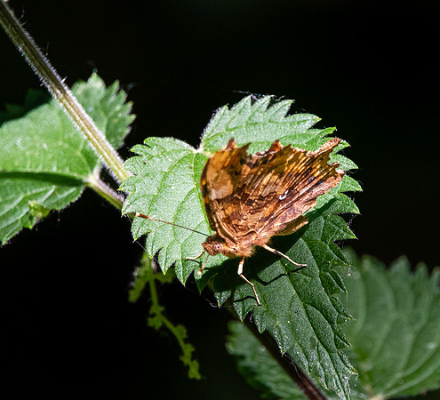 Comma