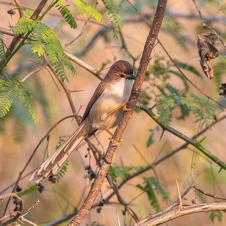 Yellow eyed babbler