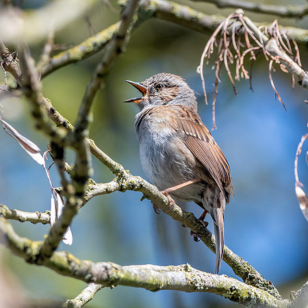 Dunnock / Hedge sparrow