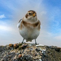 Snow bunting