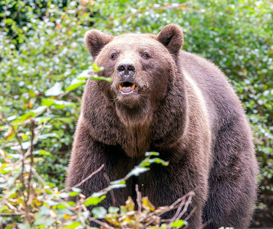 Eurasian brown bear