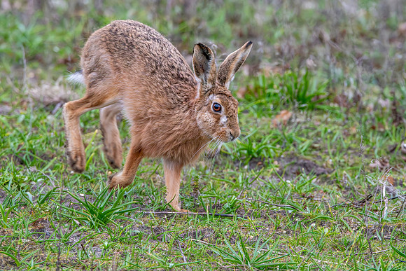 Brown Hare