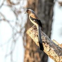 Grey / Himalayan treepie