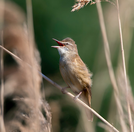 Great Reed Warbler, singing