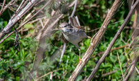 Greater whitethroat