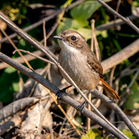 Female Grey bush chat