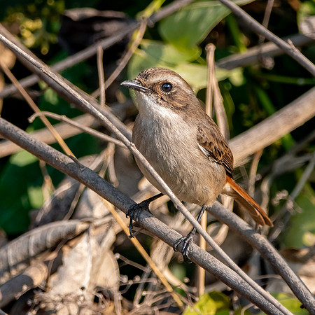 Female Grey bush chat