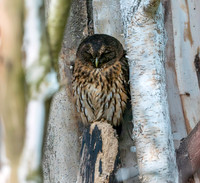 Mottled owl