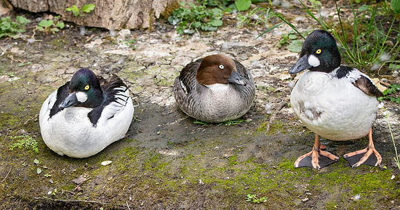 Goldeneye, males and famale