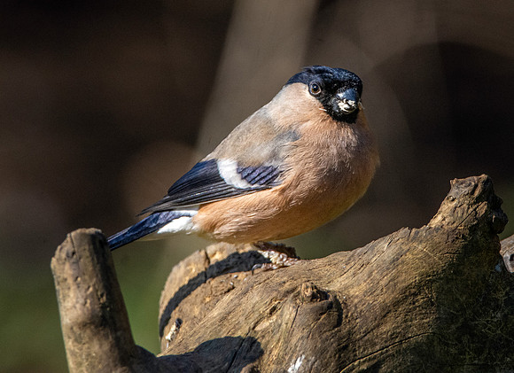 Bullfinch, female