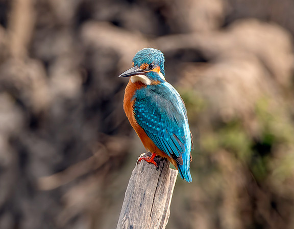 Kingfisher (Little Indian)