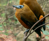 Capuchinbird