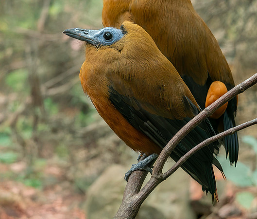 Capuchinbird