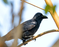 Large billed crow