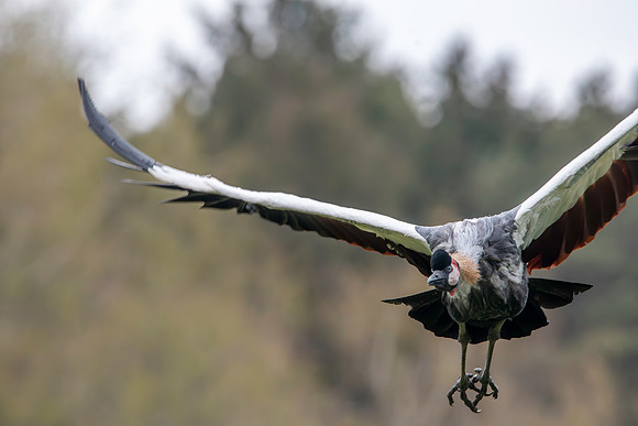Black crowned crane