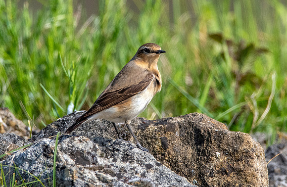 Northern Wheatear