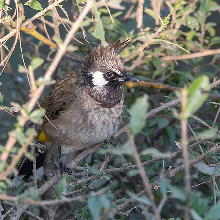 Himalayan bulbul