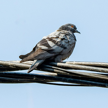 Hill pigeon