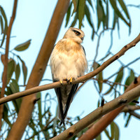 Black winged kite