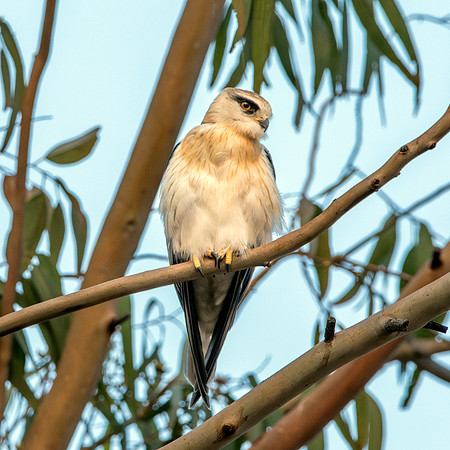 Black winged kite