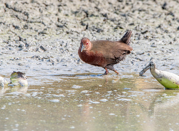 Ruddy breasted crake
