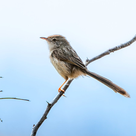 Delicate prinia