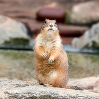 Black tailed prairie dog