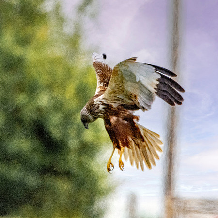 Marsh harrier