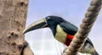 Black necked aracari