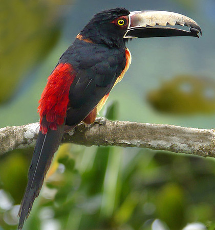 Collared aracari