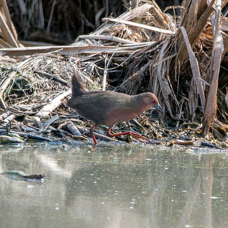 Ruddy breasted crake