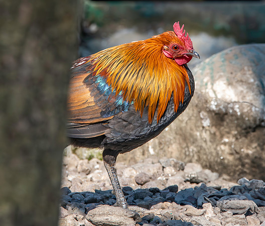 Red junglefowl