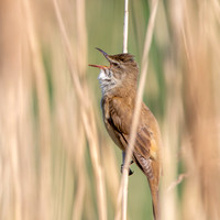 Great Reed Warbler, singing