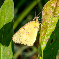 Clouded yellow