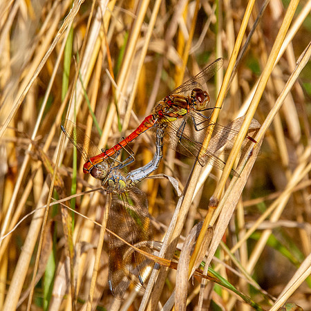 Common darter