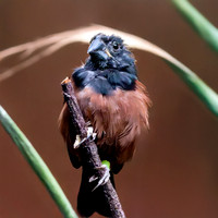 Chestnut bellied seed finch, male