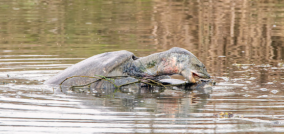 Indian softshell turtle