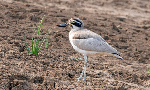 Great thick knee